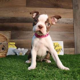Boston Terrier