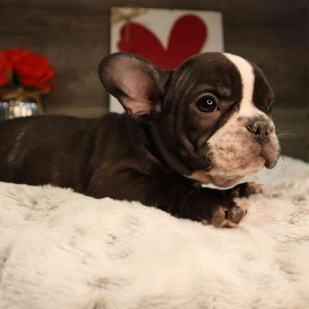 Male French Bulldog Puppy for Sale in Blaine, MN