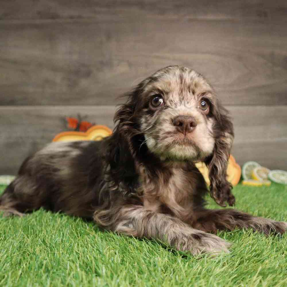carousel pet images