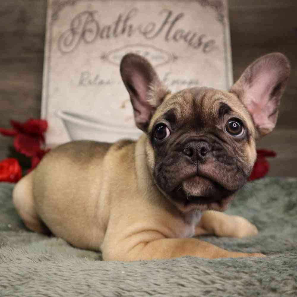 Male French Bulldog Puppy for Sale in Blaine, MN