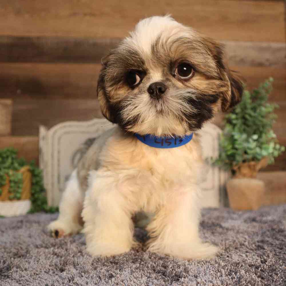 carousel pet images