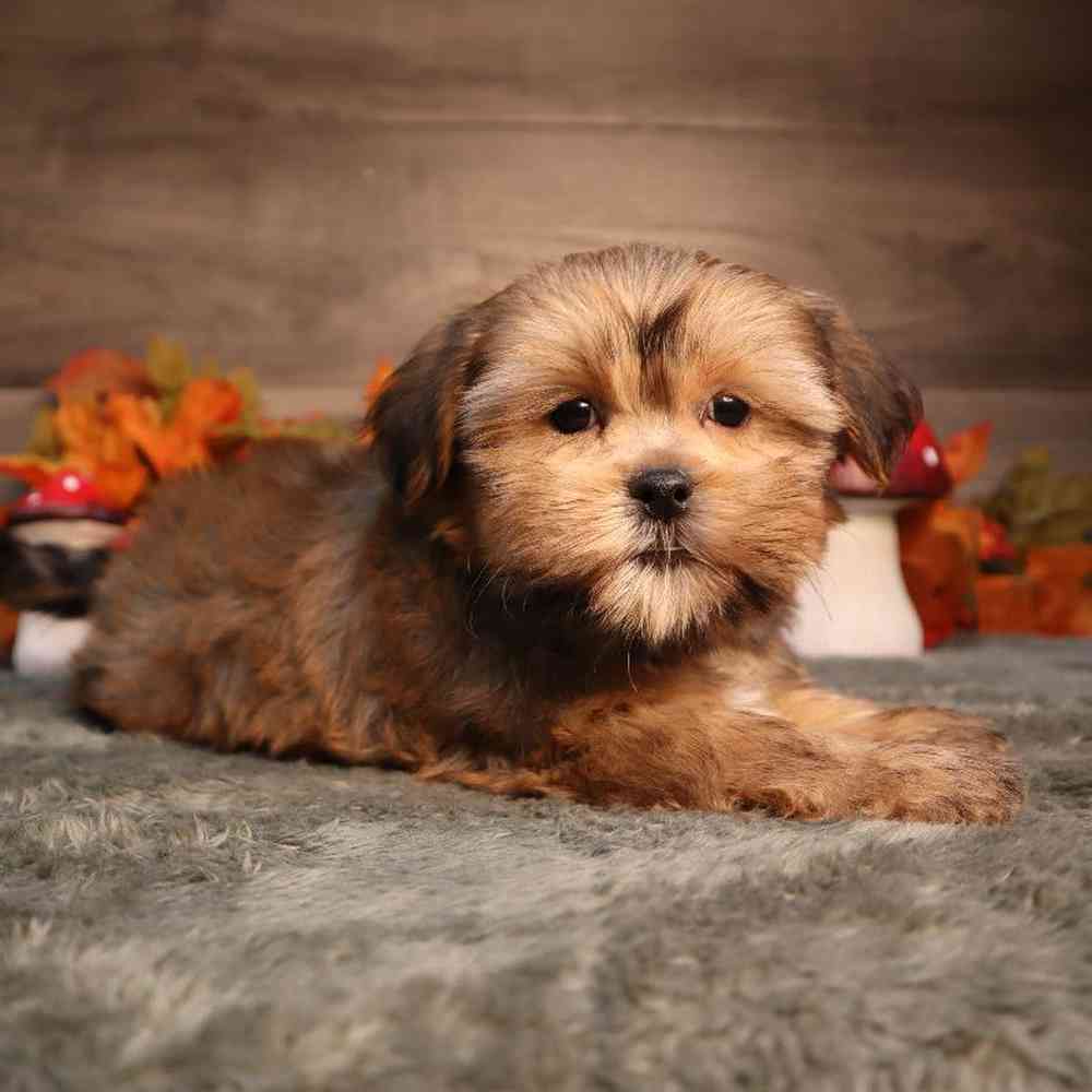 Welcome To Four Paws And A Tail Welcome to four paws and a tail