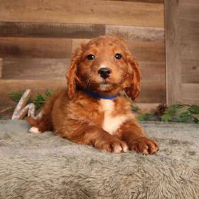 Mini Poodle