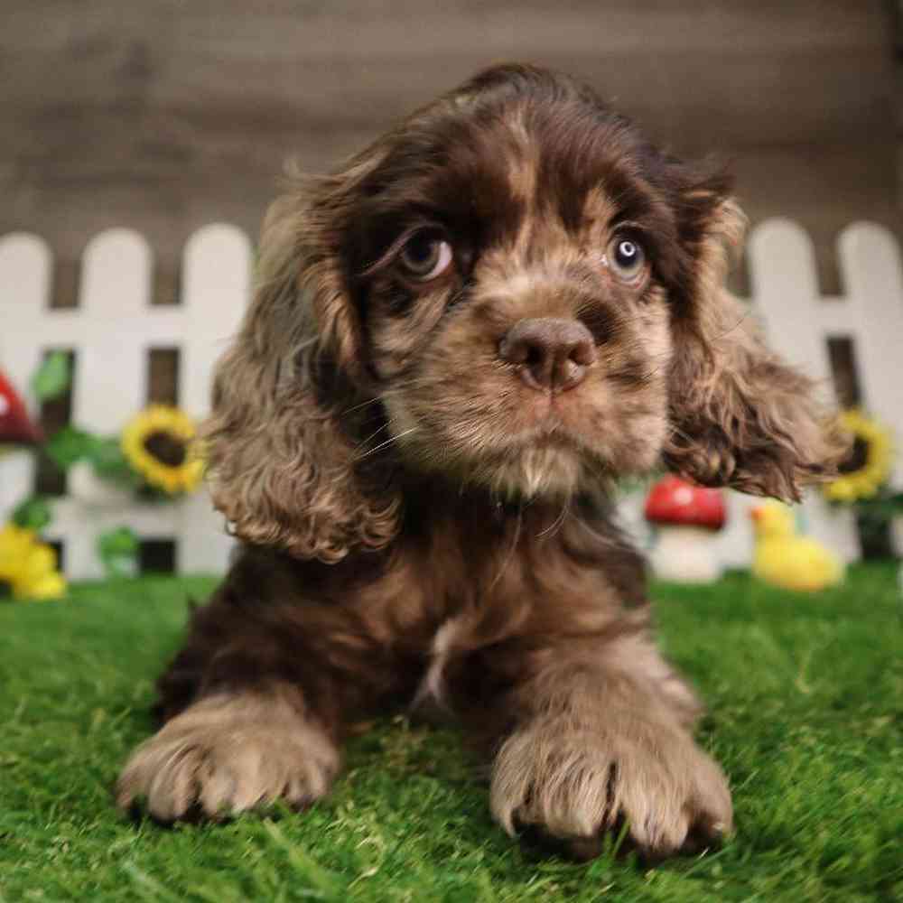 Female Cocker Spaniel Puppy for Sale in Blaine, MN