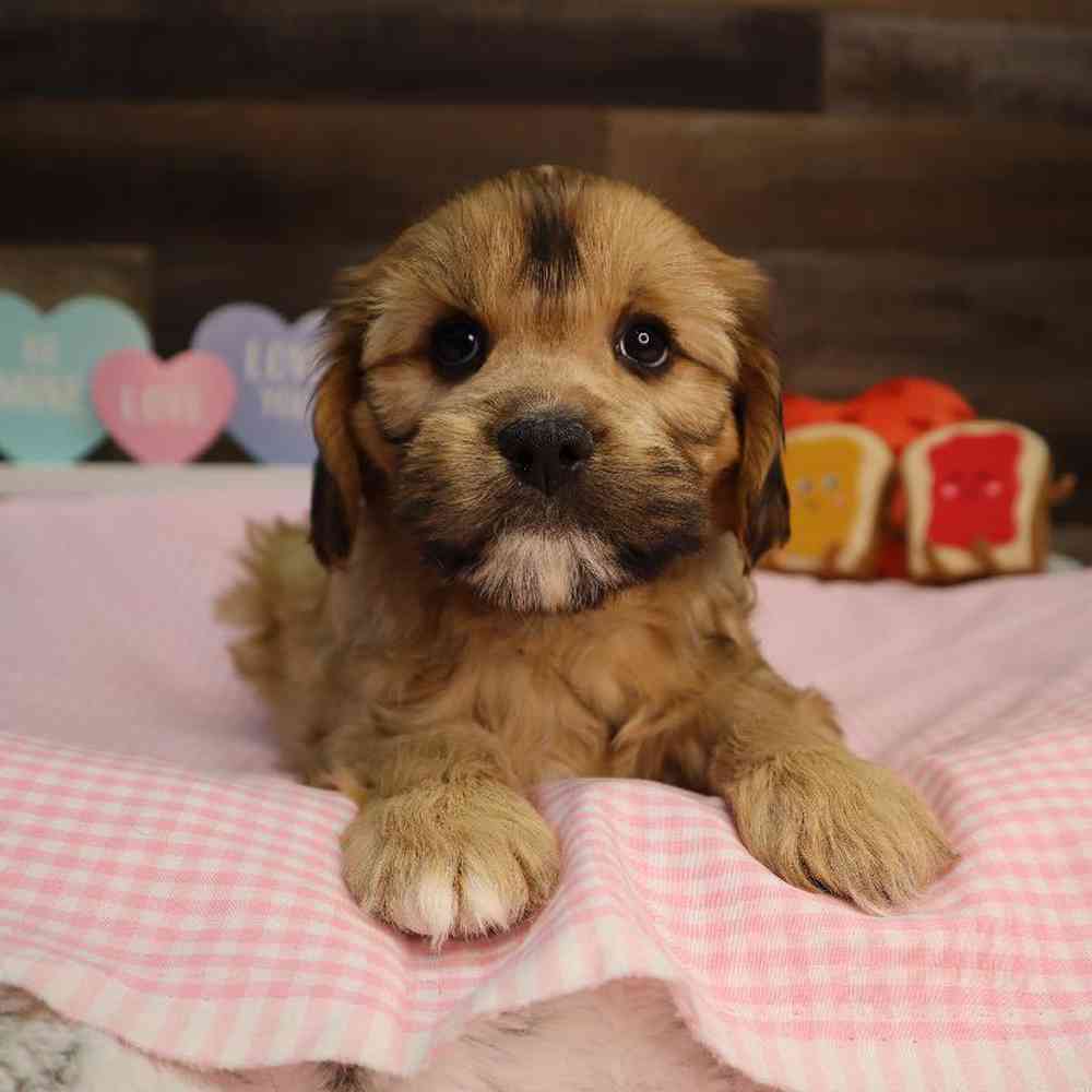 Male Cavapoo Puppy for Sale in Blaine, MN