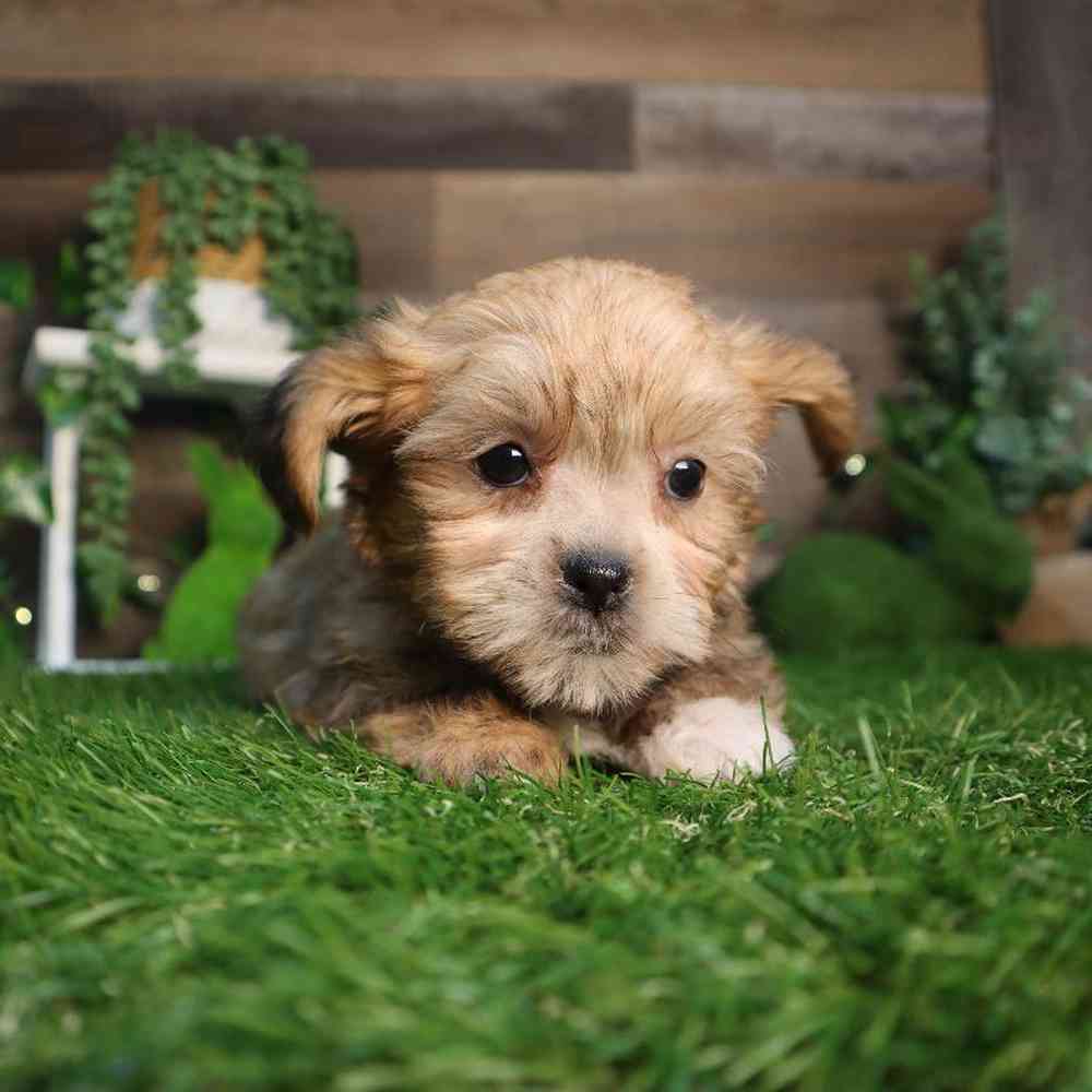 Female Shorkie Puppy for Sale in Blaine, MN