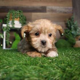 Shorkie