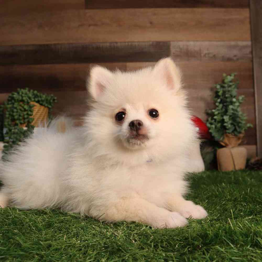 Image of a pet breed in the gallery