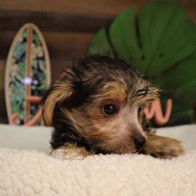 Morkie