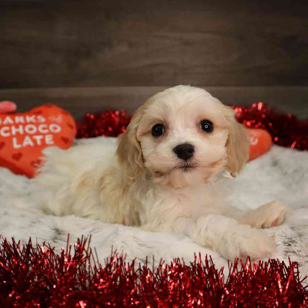 Male Cavachon Puppy for Sale in Blaine, MN