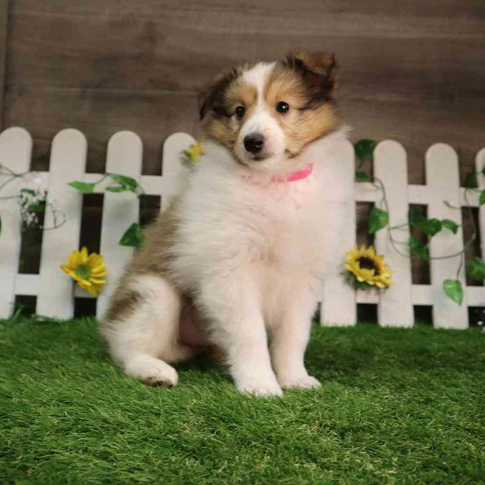 carousel pet images