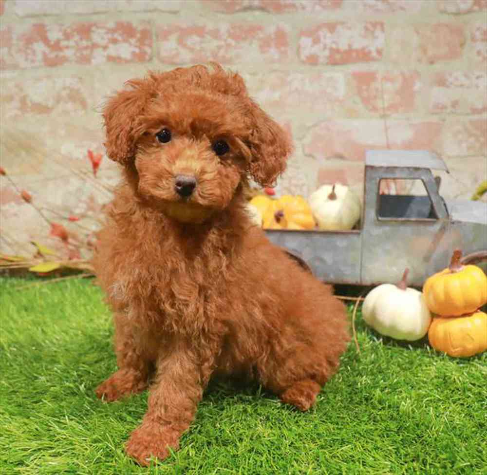 carousel pet images