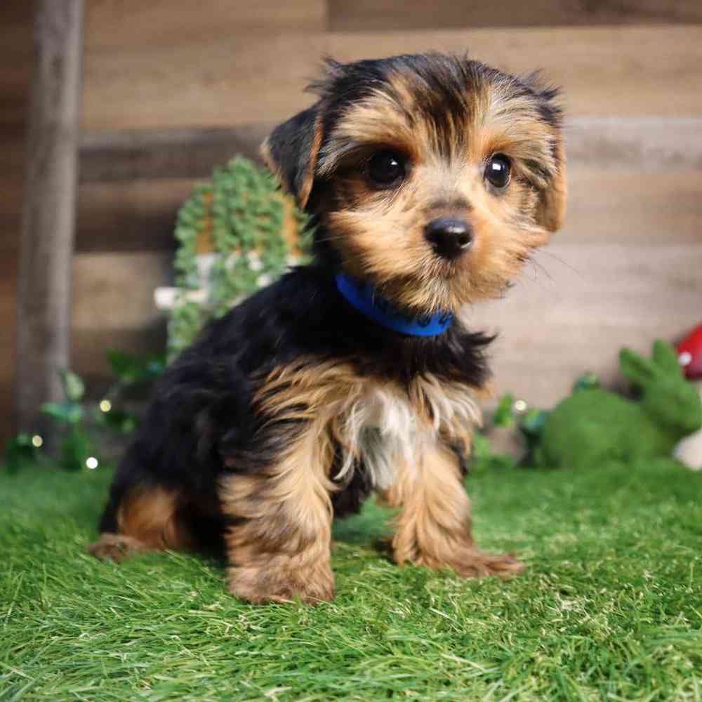 pet breed image