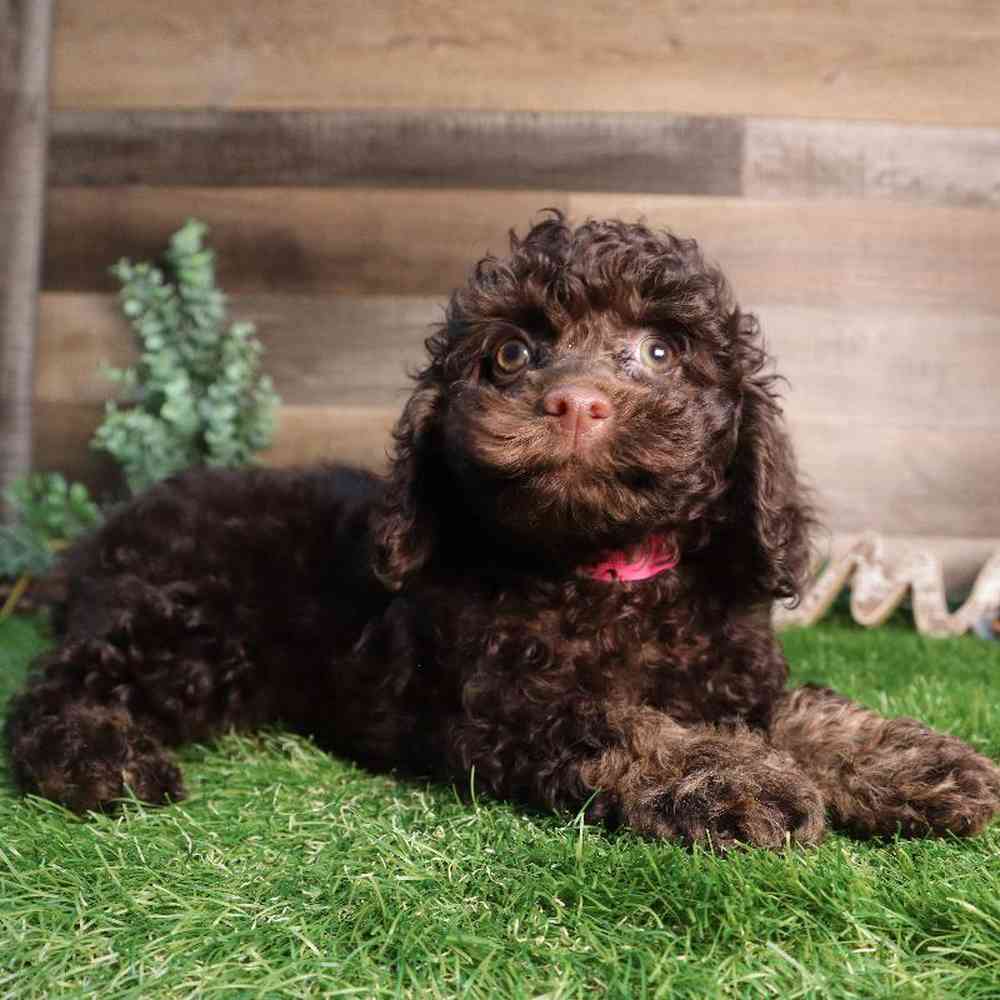 pet breed image