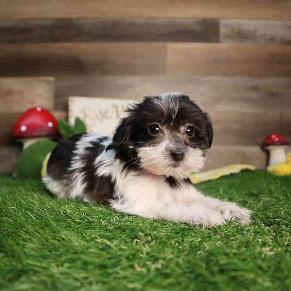 Female Yorkie-Poo Puppy for Sale in Blaine, MN