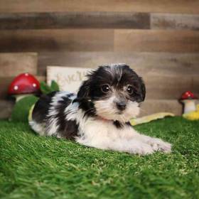 Yorkie-Poo