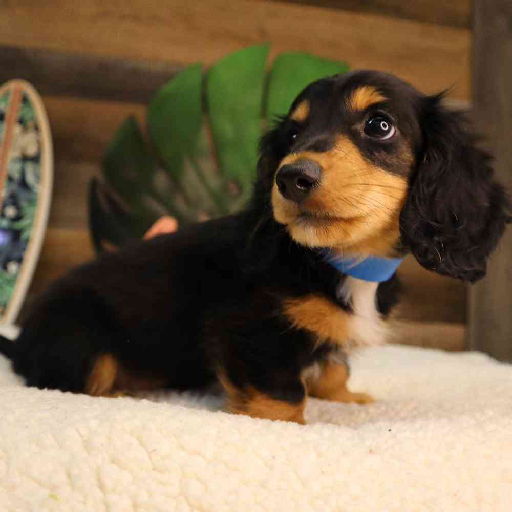 Male Dachshund Puppy for Sale in Blaine, MN