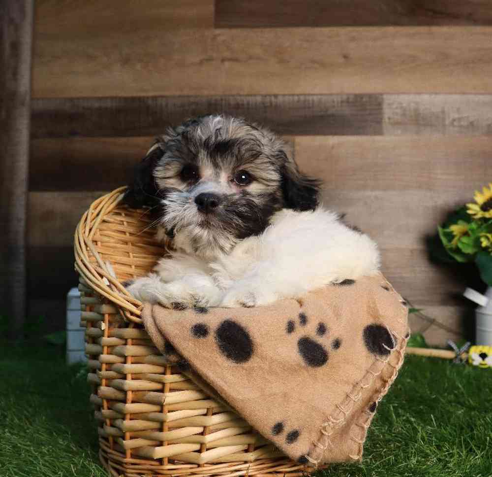 Male Teddy Bear Puppy for Sale in Blaine, MN