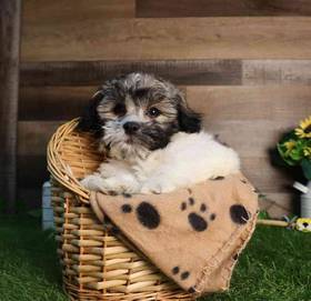 Teddy Bear