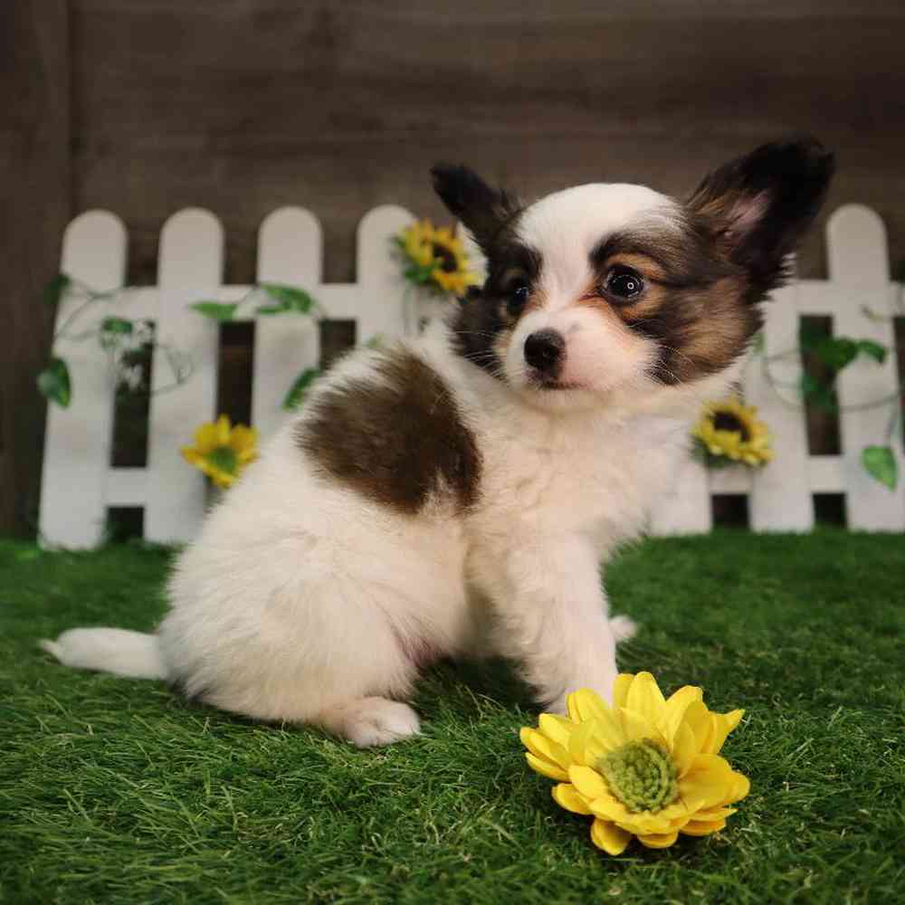 carousel pet images