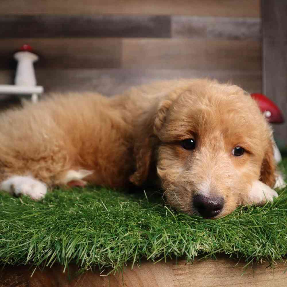 carousel pet images