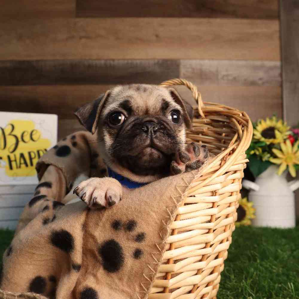 Male Pug Puppy for Sale in Blaine, MN