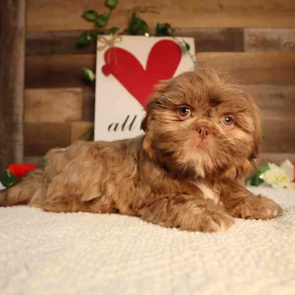 carousel pet images