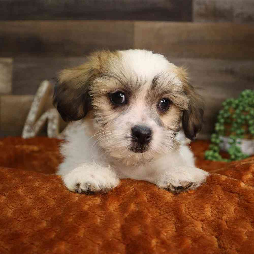 carousel pet images
