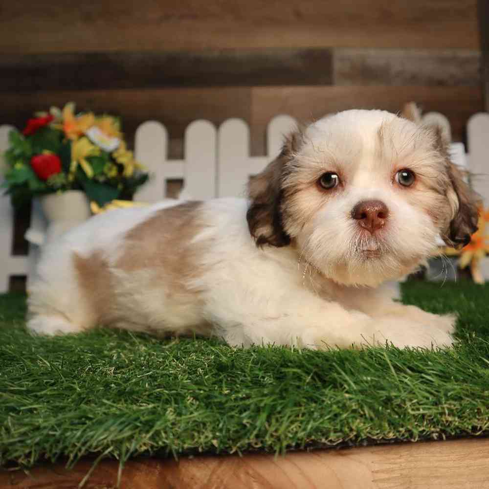 carousel pet images