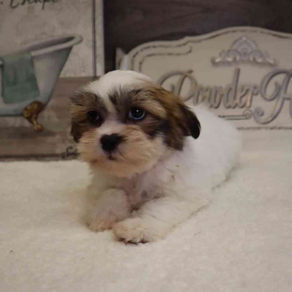 carousel pet images