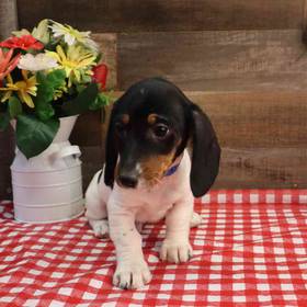 Dachshund