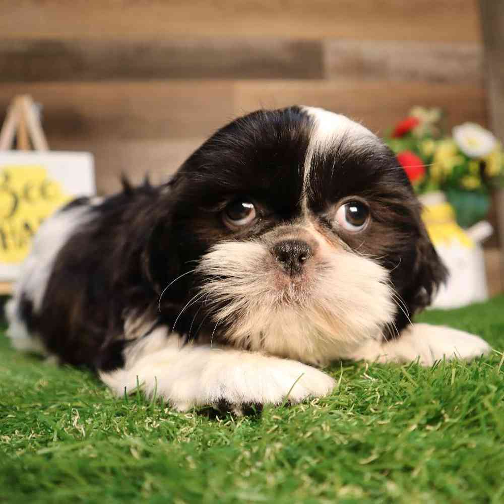 carousel pet images