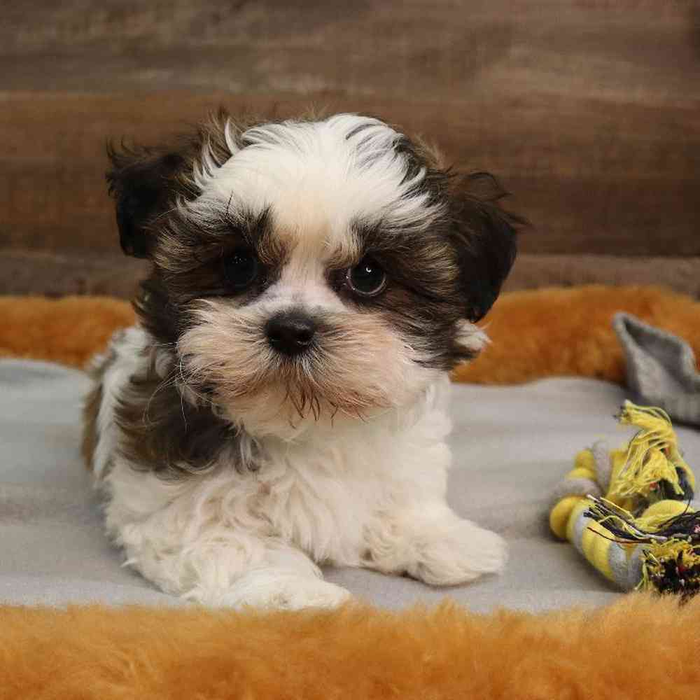Male Teddy Poo Puppy for sale