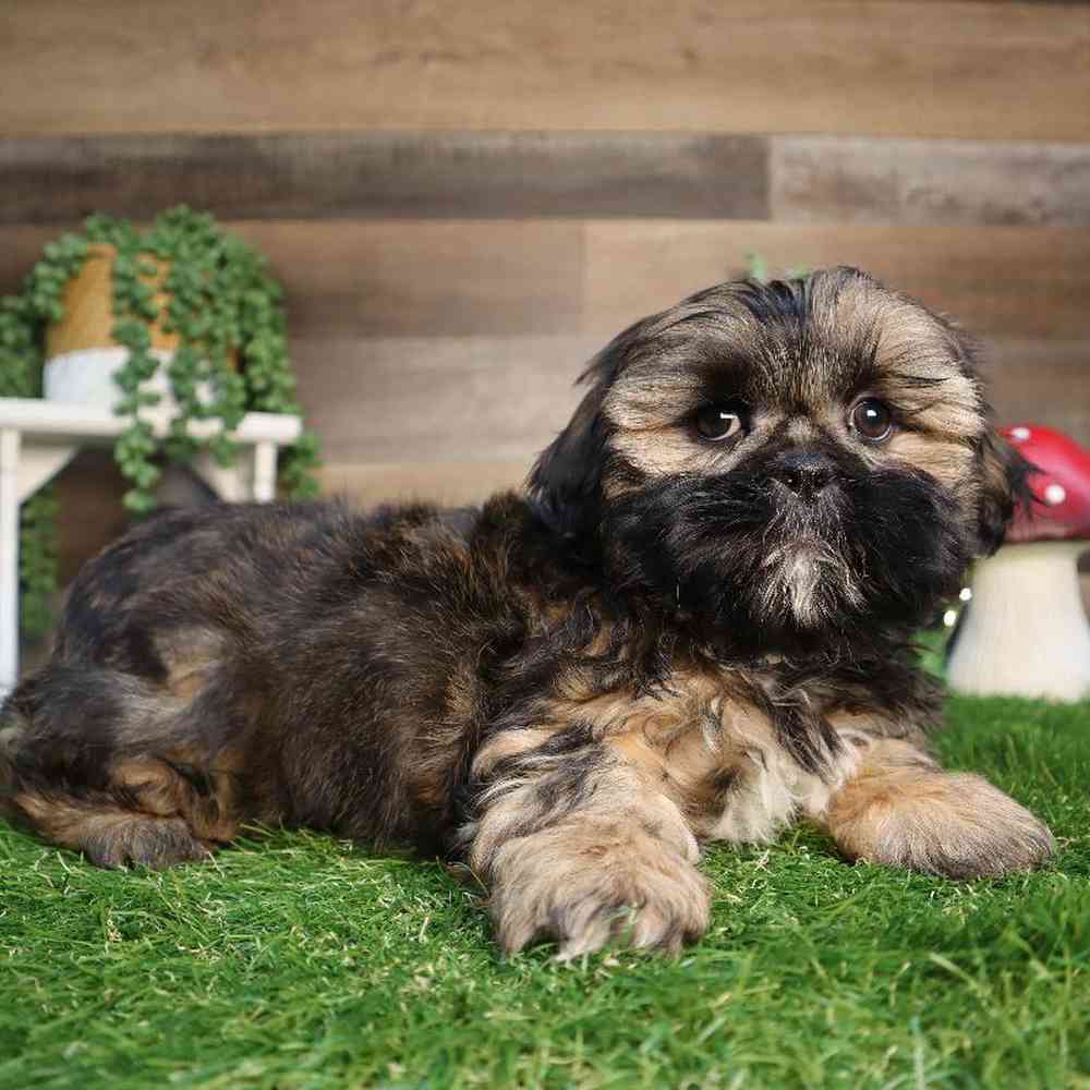 carousel pet images