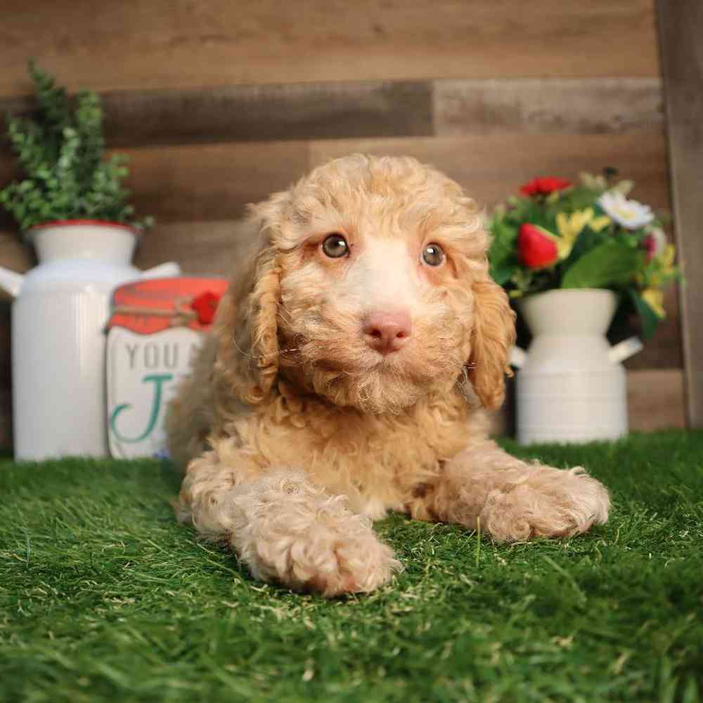 carousel pet images