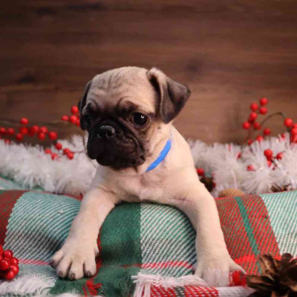 Male Pug Puppy for sale