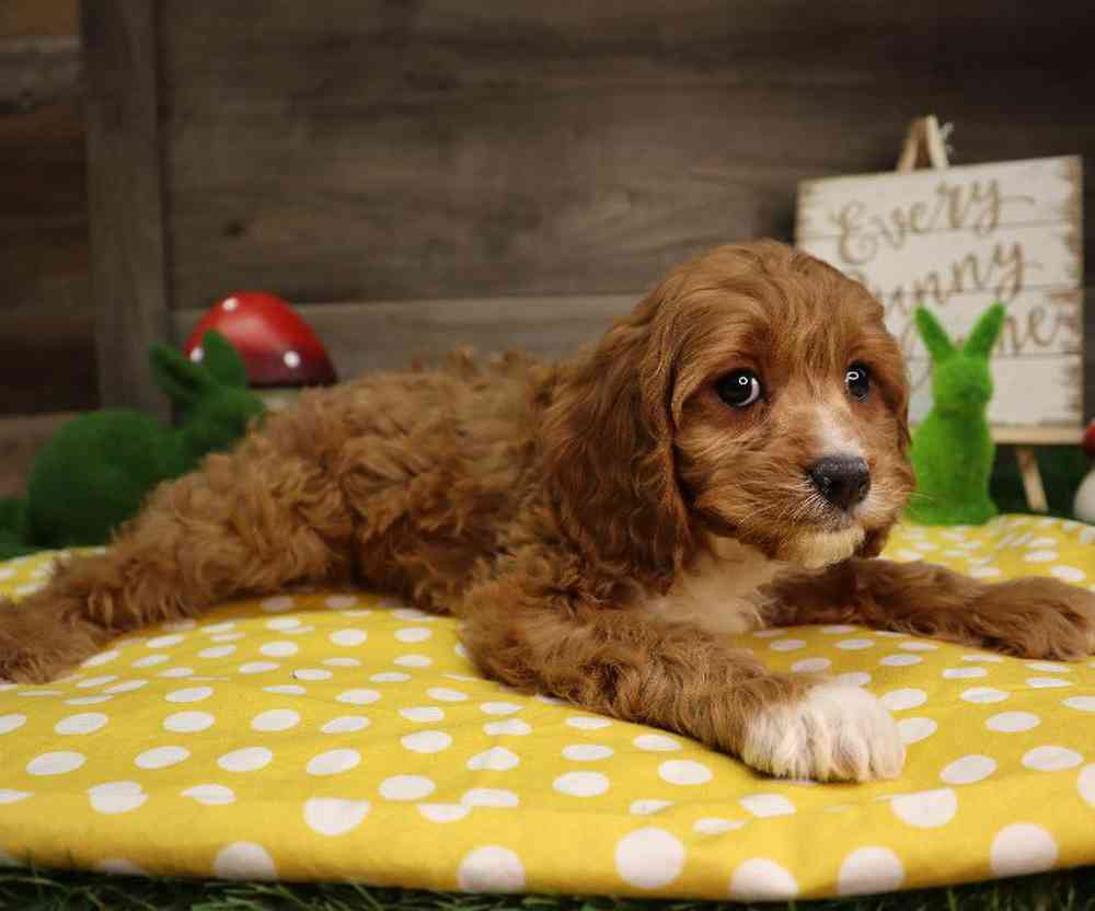 carousel pet images