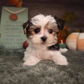 Morkie