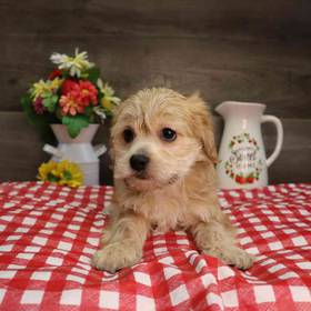 Shorkie
