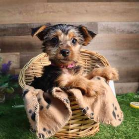 Yorkshire Terrier