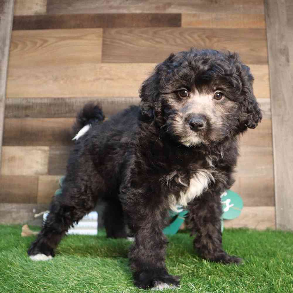 carousel pet images