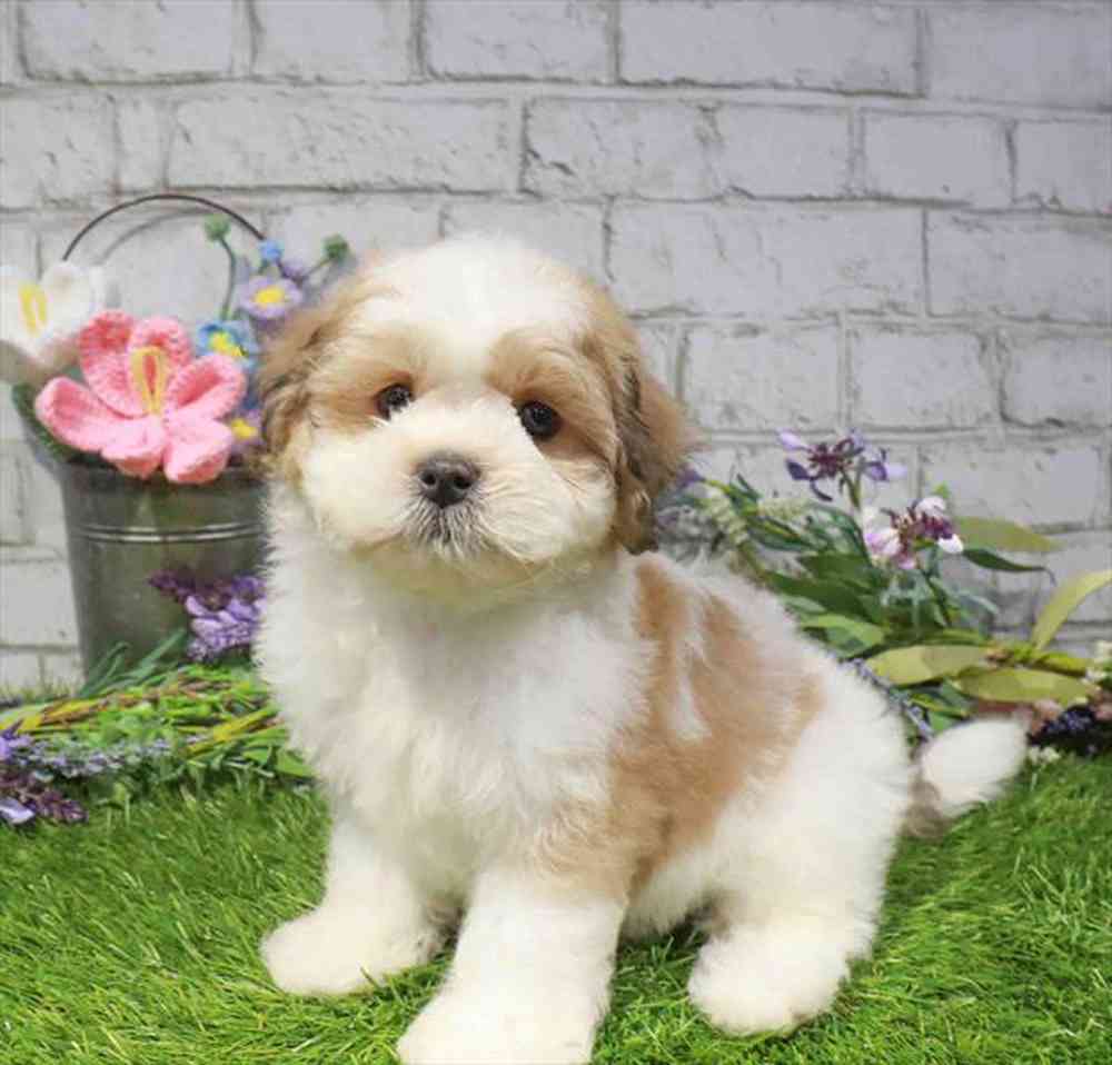 carousel pet images