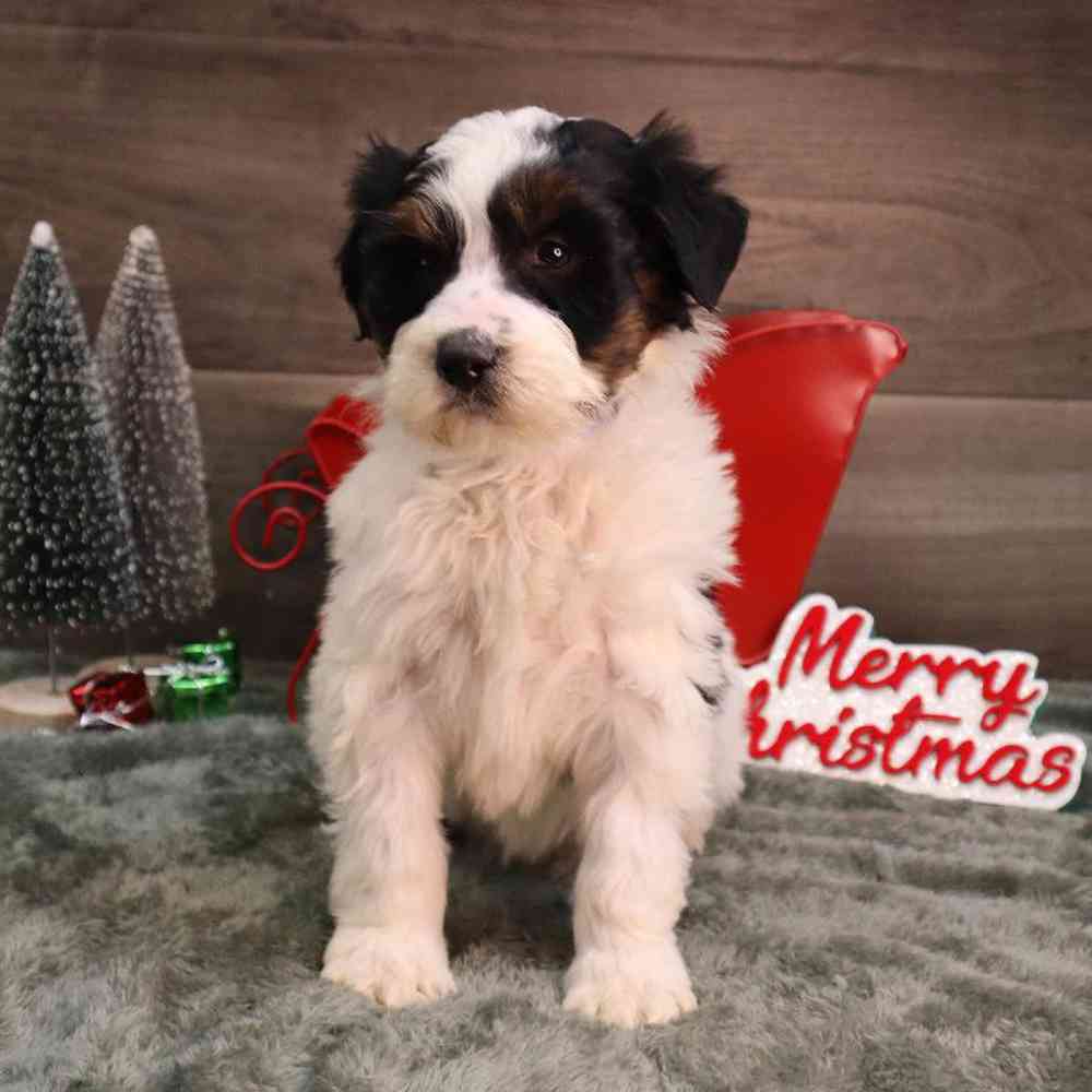 Male Mini BerneDoodle Puppy for Sale in Blaine, MN