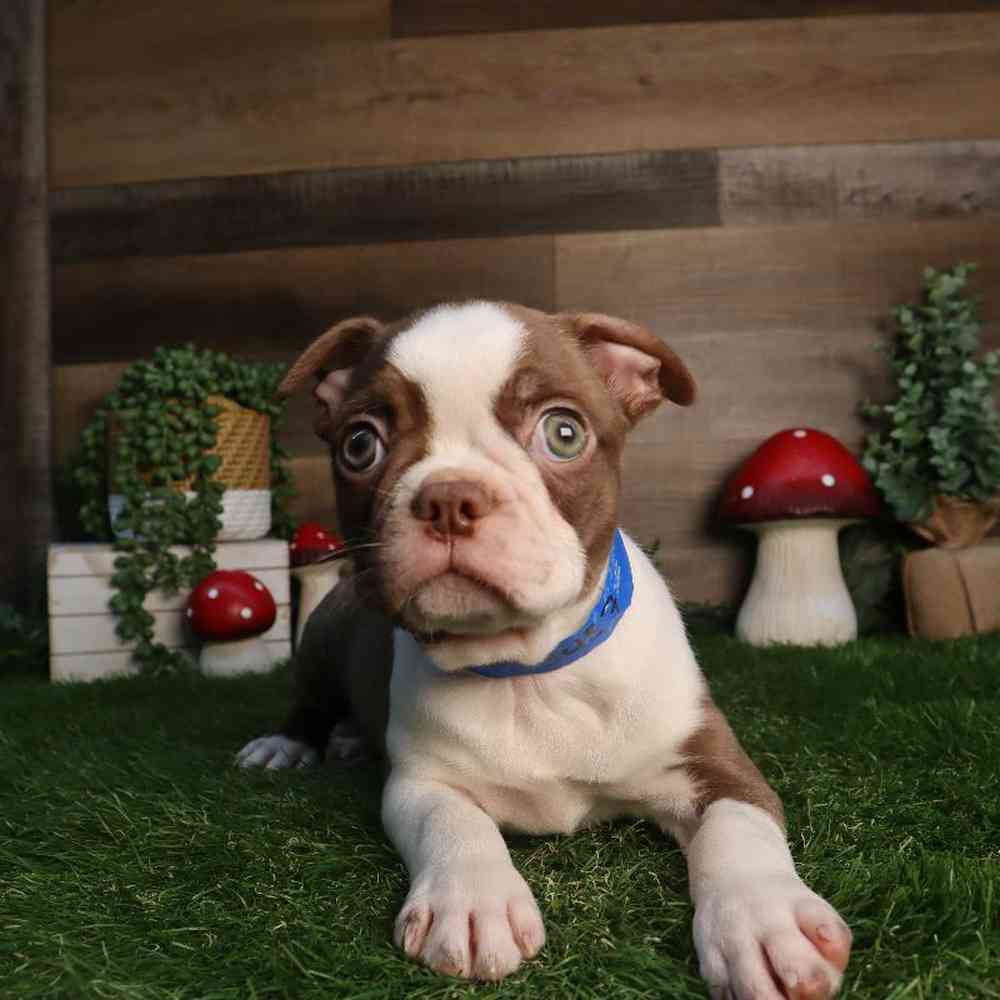Image of a pet breed in the gallery