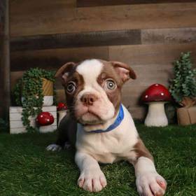 Boston Terrier