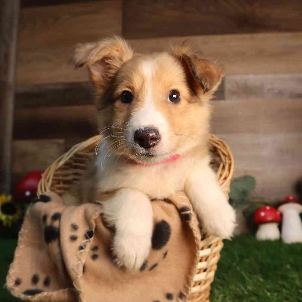 pet breed image