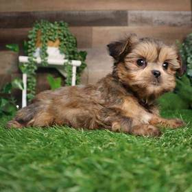 Shorkie