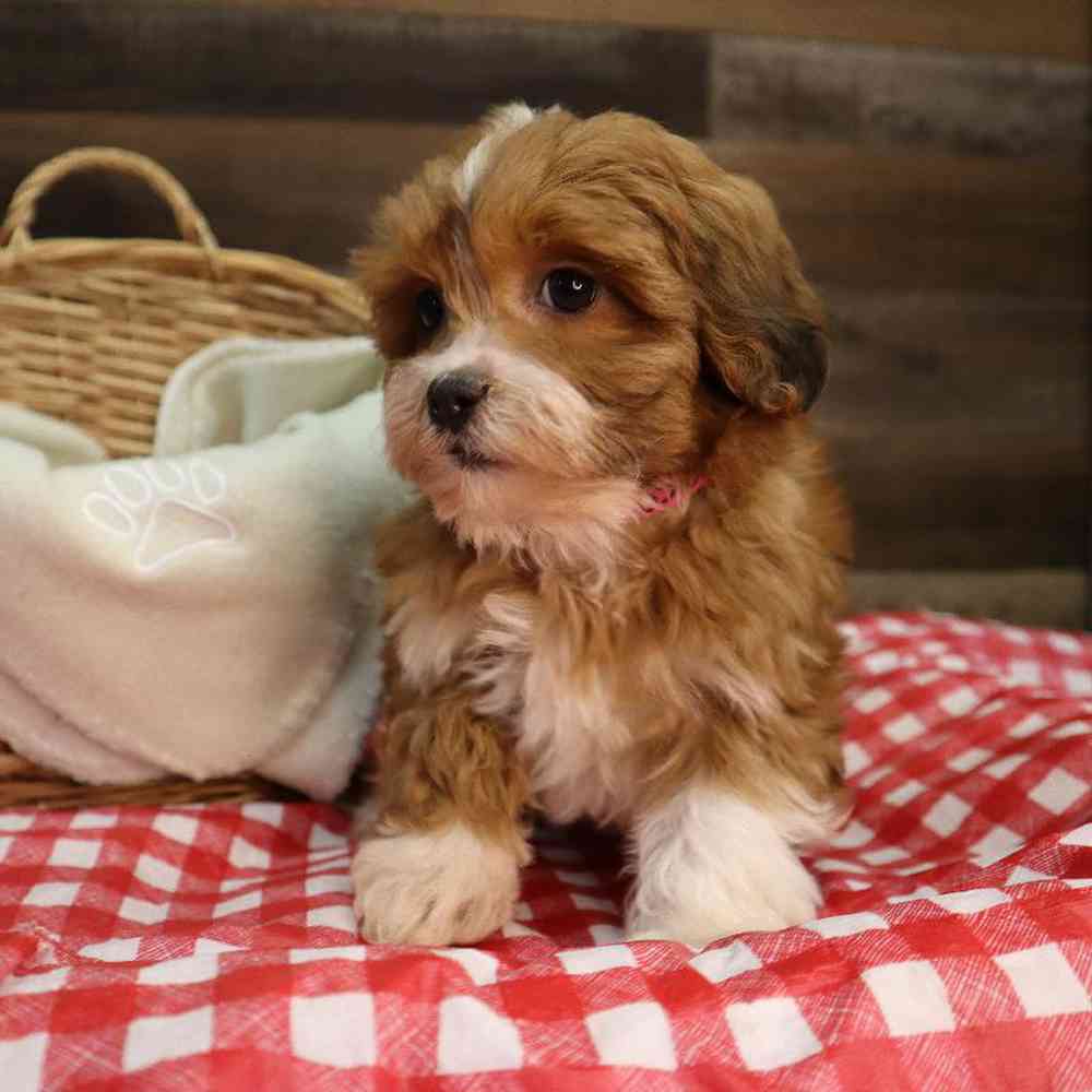carousel pet images