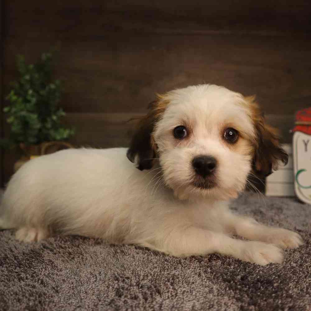 carousel pet images
