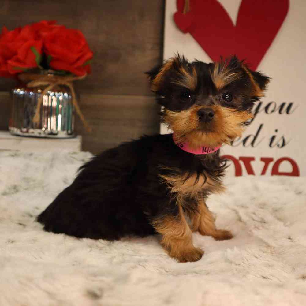 Female Silky Terrier Puppy for Sale in Blaine, MN